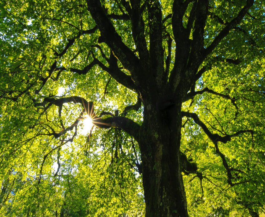 sun shining through a glorious giant tree representing fresh living at Village on Riverwalk Apartments in College Park slice 35